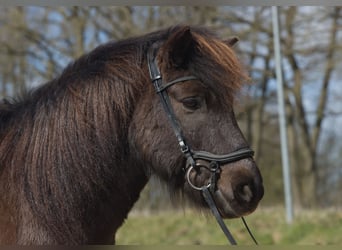 Islandpferd, Wallach, 12 Jahre, 140 cm, Rappe