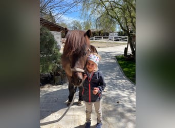Islandpferd, Wallach, 12 Jahre, 140 cm, Rappe