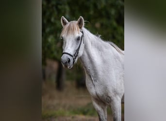 Islandpferd, Wallach, 12 Jahre, 140 cm, Schimmel