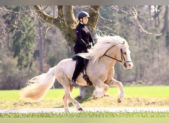 Islandpferd, Wallach, 12 Jahre, 142 cm, Palomino