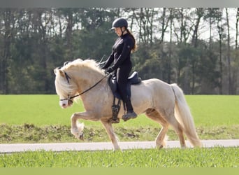 Islandpferd, Wallach, 12 Jahre, 142 cm, Palomino
