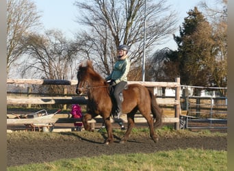 Islandpferd, Wallach, 12 Jahre, 142 cm, Rappe