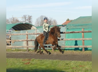 Islandpferd, Wallach, 12 Jahre, 142 cm, Rappe