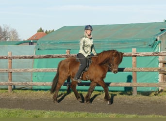 Islandpferd, Wallach, 12 Jahre, 142 cm, Rappe