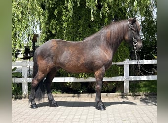 Islandpferd, Wallach, 12 Jahre, 142 cm, Rappe