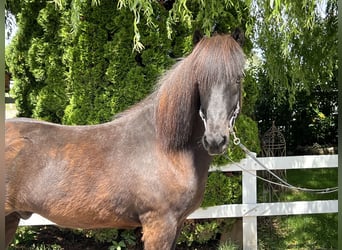 Islandpferd, Wallach, 12 Jahre, 142 cm, Rappe