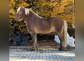 Islandpferd, Wallach, 12 Jahre, 143 cm, Dunkelfuchs
