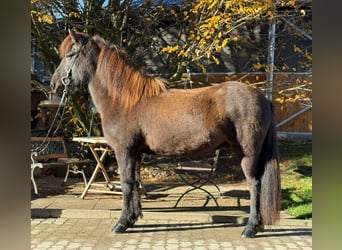 Islandpferd, Wallach, 12 Jahre, 143 cm, Rappe