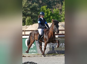 Islandpferd, Wallach, 12 Jahre, 143 cm, Rappe