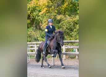 Islandpferd, Wallach, 12 Jahre, 143 cm, Rappe