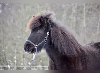Islandpferd, Wallach, 12 Jahre, 143 cm, Rappe