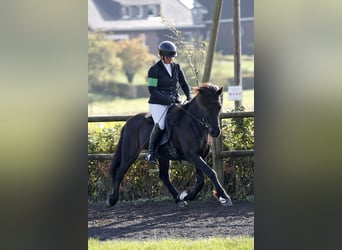 Islandpferd, Wallach, 12 Jahre, 143 cm, Rappe