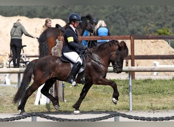 Islandpferd, Wallach, 12 Jahre, 143 cm, Rappe