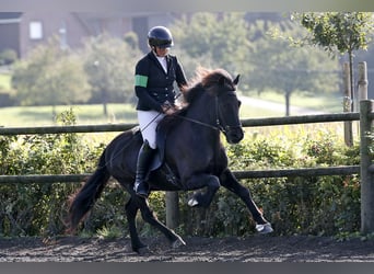 Islandpferd, Wallach, 12 Jahre, 143 cm, Rappe