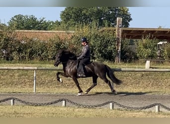 Islandpferd, Wallach, 12 Jahre, 143 cm, Rappe