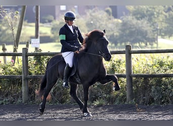 Islandpferd, Wallach, 12 Jahre, 143 cm, Rappe