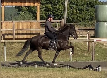 Islandpferd, Wallach, 12 Jahre, 143 cm, Rappe