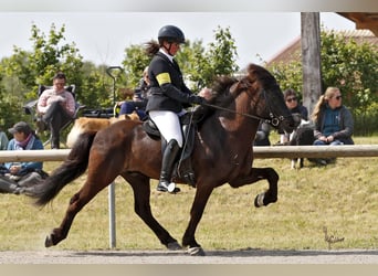Islandpferd, Wallach, 12 Jahre, 143 cm, Rappe