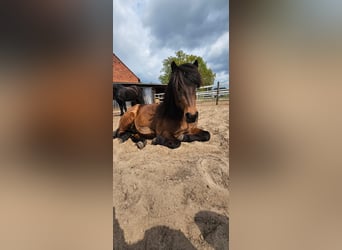 Islandpferd, Wallach, 12 Jahre, 144 cm, Brauner