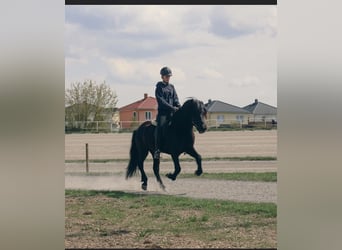 Islandpferd, Wallach, 12 Jahre, 144 cm, Rappe