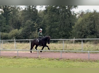 Islandpferd, Wallach, 12 Jahre, 144 cm, Rappe