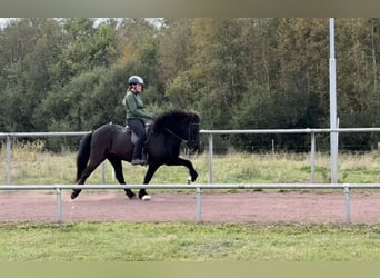 Islandpferd, Wallach, 12 Jahre, 144 cm, Rappe