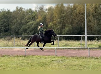 Islandpferd, Wallach, 12 Jahre, 144 cm, Rappe