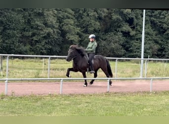 Islandpferd, Wallach, 12 Jahre, 144 cm, Rappe