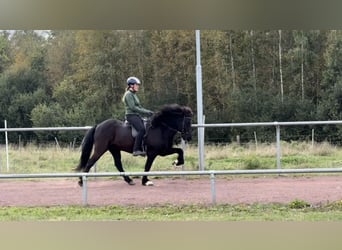 Islandpferd, Wallach, 12 Jahre, 144 cm, Rappe