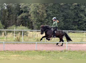 Islandpferd, Wallach, 12 Jahre, 144 cm, Rappe