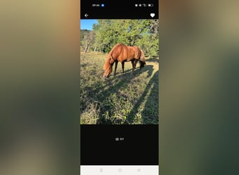 Islandpferd, Wallach, 12 Jahre, 145 cm, Fuchs