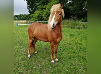 Islandpferd, Wallach, 12 Jahre, 145 cm, Fuchs