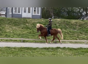 Islandpferd, Wallach, 12 Jahre, 146 cm, Fuchs