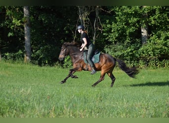 Islandpferd, Wallach, 12 Jahre, 147 cm, Brauner
