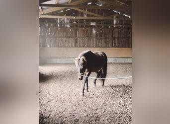Islandpferd, Wallach, 12 Jahre, 147 cm, Brauner