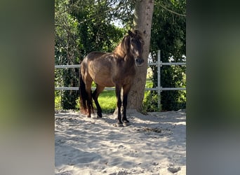 Islandpferd, Wallach, 12 Jahre, 147 cm, Brauner