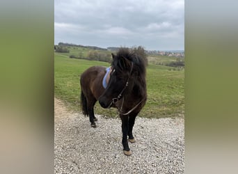 Islandpferd, Wallach, 12 Jahre, 150 cm, Rappe