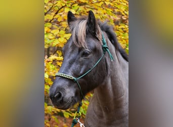 Islandpferd, Wallach, 12 Jahre, 150 cm, Rappe