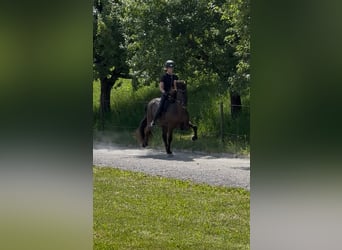 Islandpferd, Wallach, 12 Jahre, 150 cm, Rappe