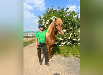 Islandpferd, Wallach, 12 Jahre, 155 cm, Fuchs