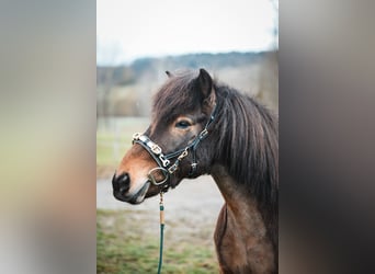 Islandpferd, Wallach, 12 Jahre, Brauner