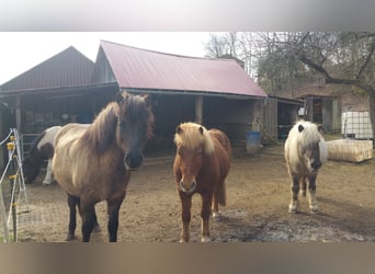 Islandpferd, Wallach, 12 Jahre