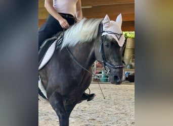 Islandpferd, Wallach, 12 Jahre