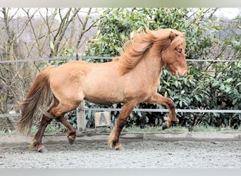 Islandpferd, Wallach, 12 Jahre, Fuchs