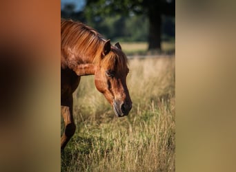 Islandpferd Mix, Wallach, 13 Jahre, 128 cm, Fuchs