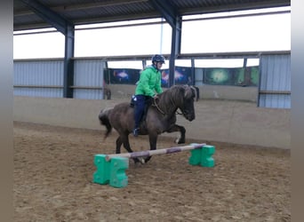 Islandpferd, Wallach, 13 Jahre, 135 cm