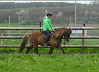 Islandpferd, Wallach, 13 Jahre, 135 cm