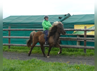 Islandpferd, Wallach, 13 Jahre, 135 cm