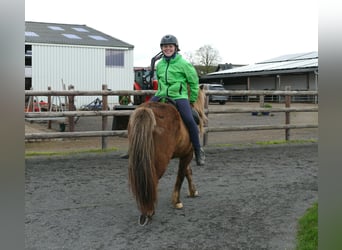 Islandpferd, Wallach, 13 Jahre, 135 cm
