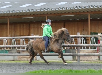 Islandpferd, Wallach, 13 Jahre, 135 cm